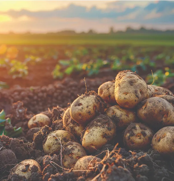 Chill and Crisp Foods Private Limited - Core Values