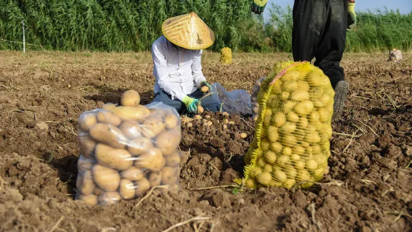 Direct Farmer Alliances - CrispCo